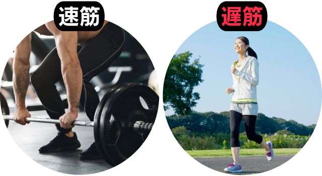 速筋と遅筋の違い