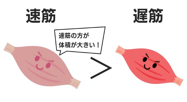 速筋の特徴
