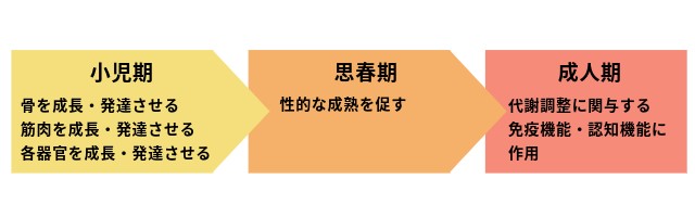 成長ホルモンの生涯の役割