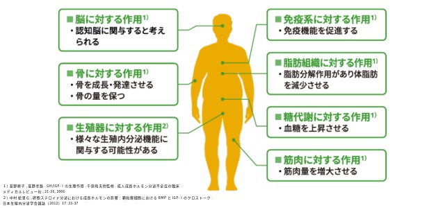 成長ホルモンの主な作用