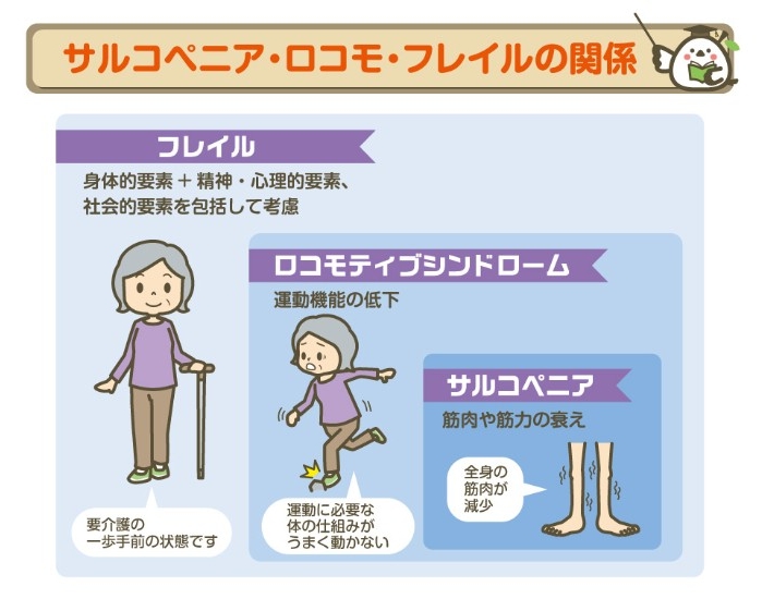 サルコペニア・ロコモ・フレイルの関係