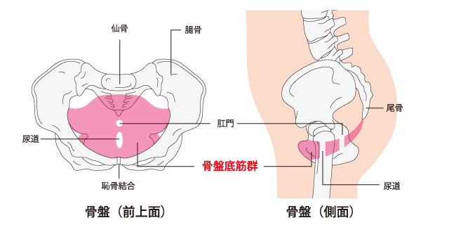 骨盤底筋とは