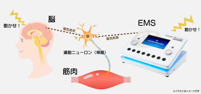EMSは電気刺激で筋肉を収縮させる