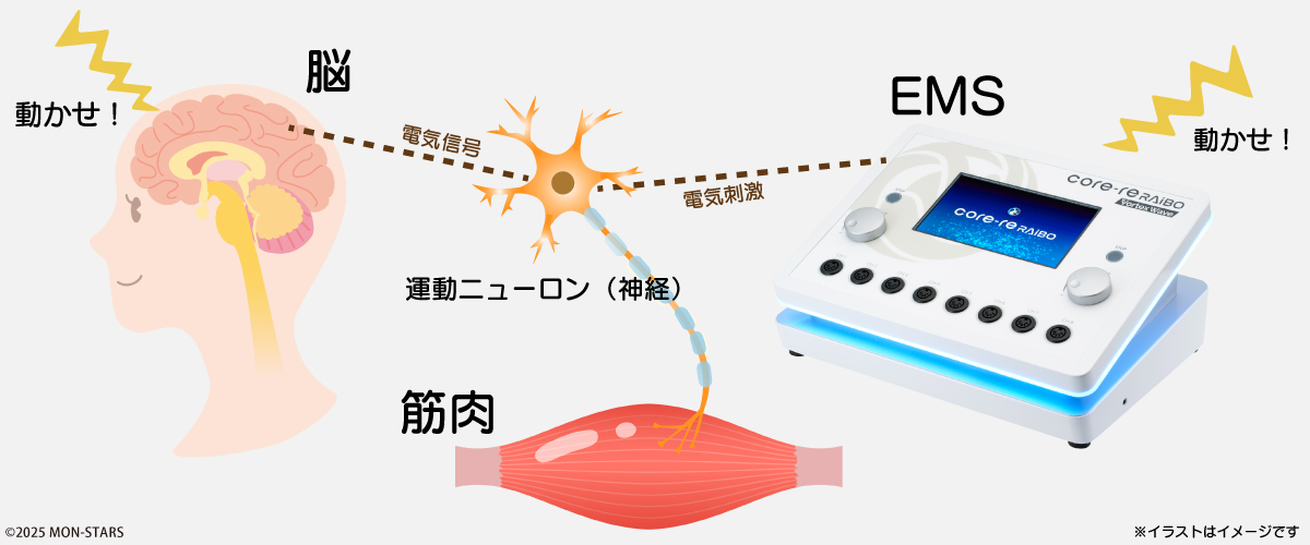 EMSは電気刺激で筋肉を収縮させる