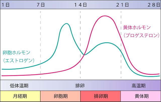 生理周期の仕組み